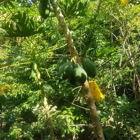 Eco Hostal Monolandia El Zaino Luaran gambar