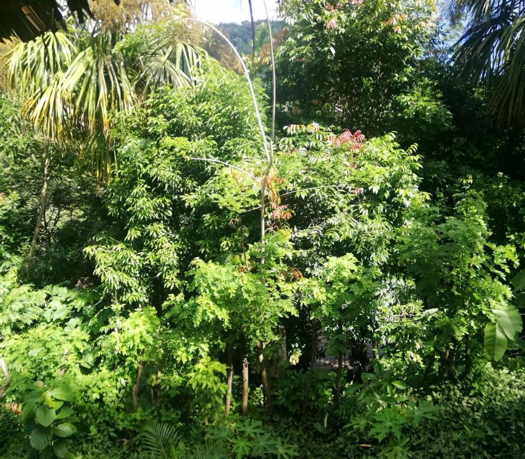 Eco Hostal Monolandia El Zaino Luaran gambar