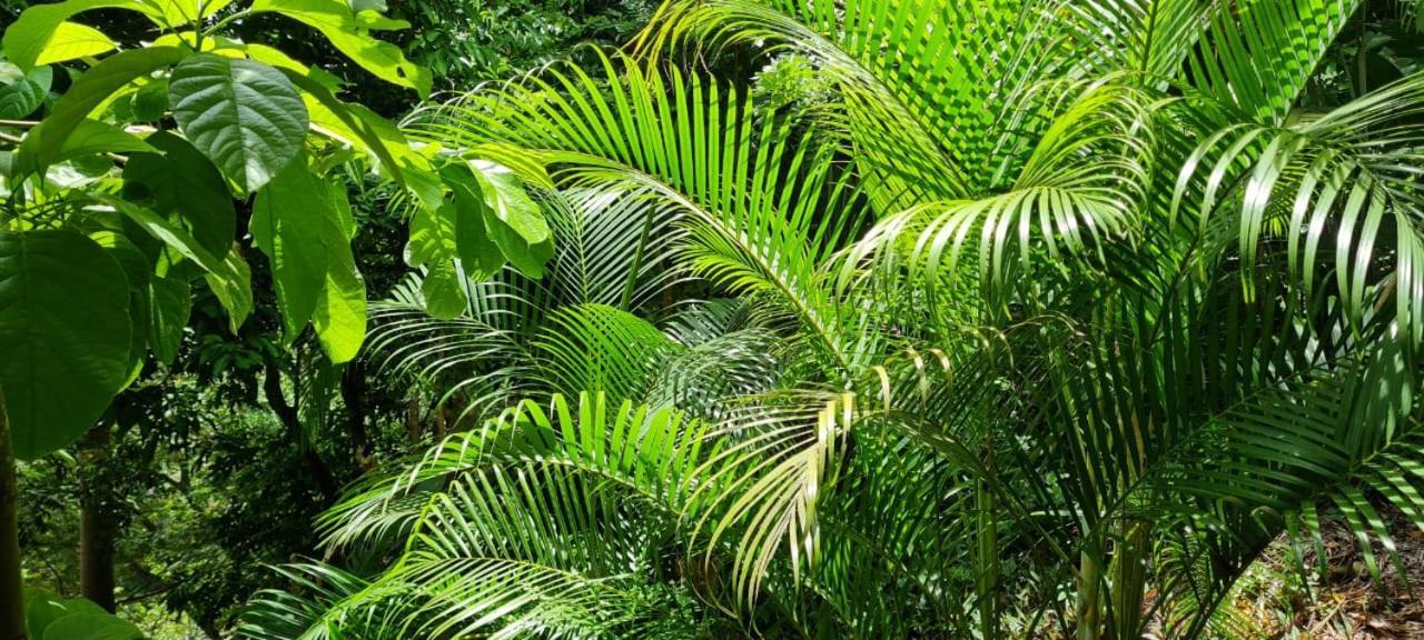 Eco Hostal Monolandia El Zaino Luaran gambar